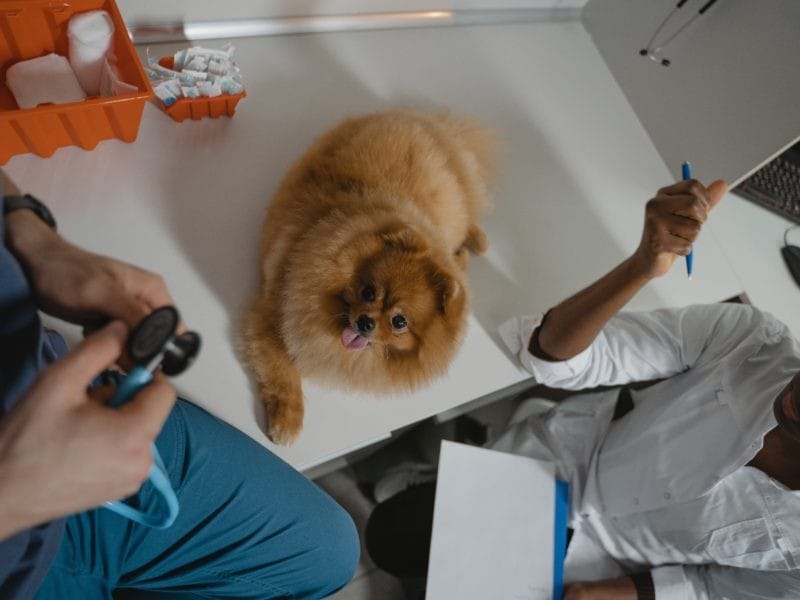Perro en Veterinario para Vacuna